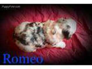 Miniature Australian Shepherd Puppy for sale in Idalou, TX, USA
