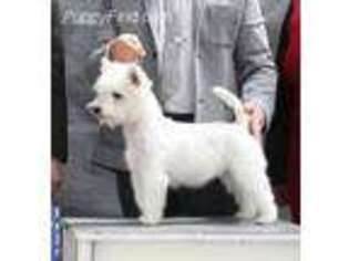 West Highland White Terrier Puppy for sale in Denmark, TN, USA