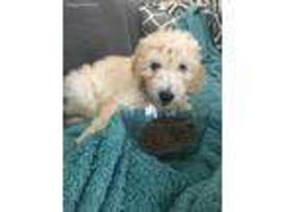 Goldendoodle Puppy for sale in Casselberry, FL, USA
