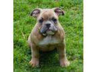 Olde English Bulldogge Puppy for sale in Pownal, ME, USA