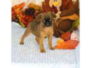 Brussels Griffon Puppy for sale in Rogers, AR, USA