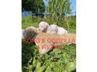 Dogo Argentino Puppy for sale in Canton, MO, USA