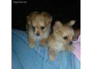 Chihuahua Puppy for sale in Westminster, CO, USA