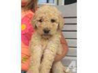Labradoodle Puppy for sale in BRIGGSVILLE, WI, USA