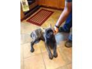 Cane Corso Puppy for sale in Greeneville, TN, USA