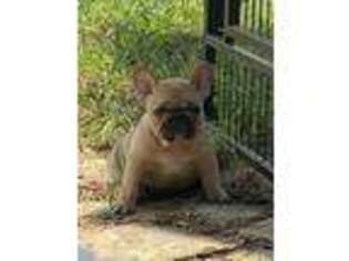 French Bulldog Puppy for sale in Hempstead, TX, USA