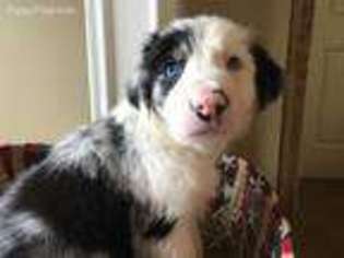 Border Collie Puppy for sale in Mansfield, OH, USA