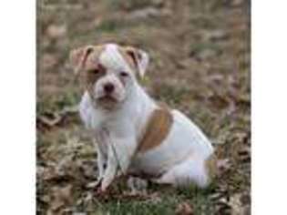 American Bulldog Puppy for sale in Augusta, WI, USA