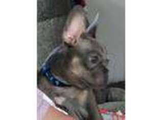 French Bulldog Puppy for sale in Akron, OH, USA