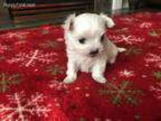 Maltese Puppy for sale in Salem, OR, USA