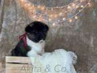 Akita Puppy for sale in Inman, SC, USA