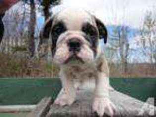 Bulldog Puppy for sale in DERRY, NH, USA