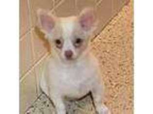 Chihuahua Puppy for sale in Linden, NJ, USA