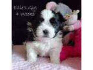 Mal-Shi Puppy for sale in Citrus Heights, CA, USA