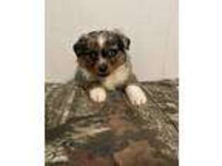 Miniature Australian Shepherd Puppy for sale in Fort Worth, TX, USA