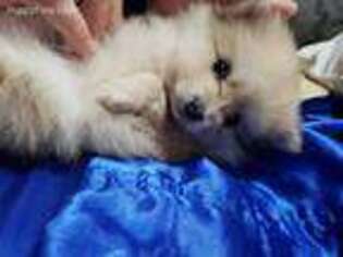 Pomeranian Puppy for sale in Downey, ID, USA