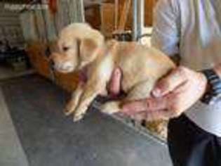 Golden Retriever Puppy for sale in Augusta, KS, USA