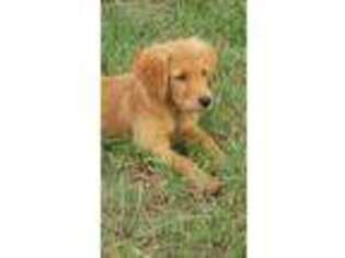 Goldendoodle Puppy for sale in Jesup, GA, USA