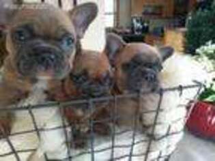 French Bulldog Puppy for sale in Whitman, MA, USA