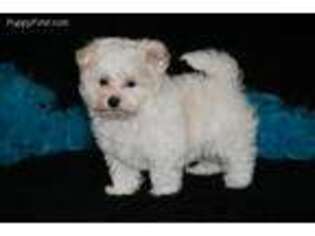 Maltese Puppy for sale in Pelham, GA, USA