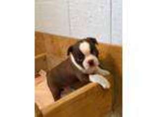Boston Terrier Puppy for sale in Crossville, TN, USA