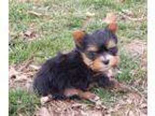 Yorkshire Terrier Puppy for sale in Pinckneyville, IL, USA