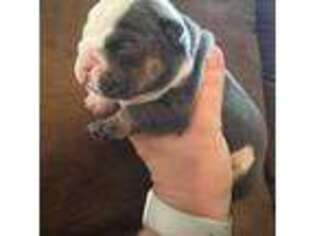 Bulldog Puppy for sale in Powder Springs, GA, USA