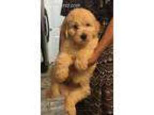 Medium Photo #1 Goldendoodle Puppy For Sale in Kenner, LA, USA