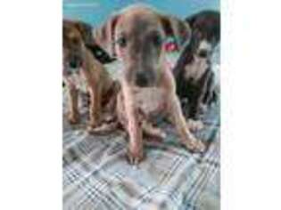 Greyhound Puppy for sale in Savannah, GA, USA