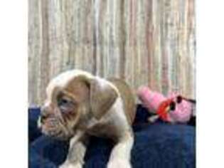 Bulldog Puppy for sale in Desoto, TX, USA