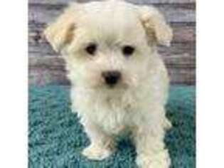 Maltese Puppy for sale in Bluffton, IN, USA