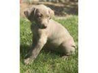 Weimaraner Puppy for sale in Moses Lake, WA, USA