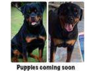 Rottweiler Puppy for sale in HIALEAH, FL, USA