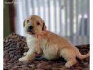 Goldendoodle Puppy for sale in Caseville, MI, USA