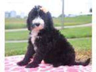 Old English Sheepdog Puppy for sale in Dover, OH, USA