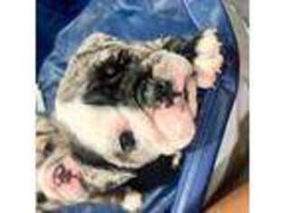 Bulldog Puppy for sale in Sachse, TX, USA