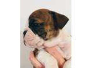 Bulldog Puppy for sale in Lititz, PA, USA