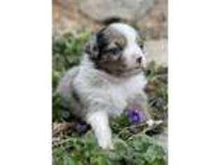 Miniature Australian Shepherd Puppy for sale in Thompson, CT, USA