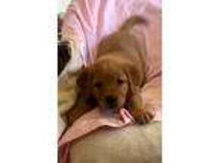 Golden Retriever Puppy for sale in Ault, CO, USA