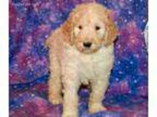 Goldendoodle Puppy for sale in Pittsburg, KS, USA