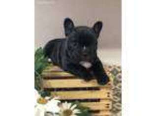 French Bulldog Puppy for sale in Wolcottville, IN, USA