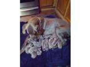 Great Dane Puppy for sale in Hempstead, TX, USA