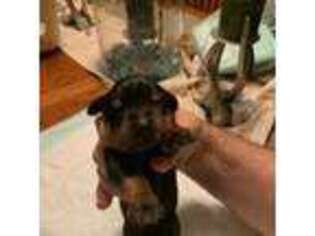 Doberman Pinscher Puppy for sale in Siler City, NC, USA