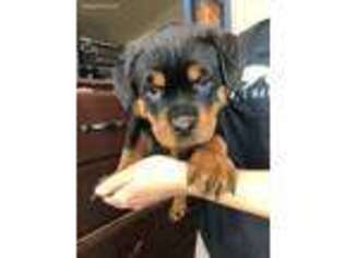 Rottweiler Puppy for sale in Apple Valley, CA, USA
