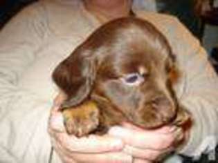 Dachshund Puppy for sale in MANCHESTER, NH, USA