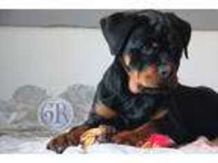 Rottweiler Puppy for sale in Bargersville, IN, USA