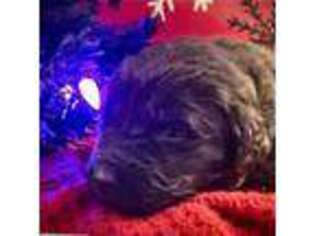 Newfoundland Puppy for sale in Columbus, OH, USA