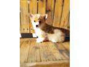 Pembroke Welsh Corgi Puppy for sale in Madison, NC, USA