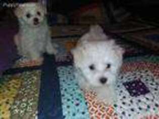 Maltese Puppy for sale in Farley, IA, USA