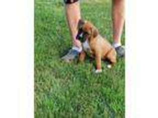 Boxer Puppy for sale in Delavan, WI, USA